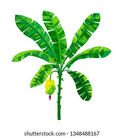 vector clip art banana palm tree on white background