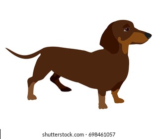 Vector clip art dachshund on white background