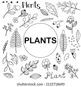 Vector clip art hand drawn. A set of vector plant images, twigs, leaves and berries on a transparent background.