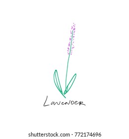 Vector, clip art, hand drawn. Lavender, sketches, boho, gentle, design tools, bio, organic, label, logo and tag detalis, Provence, product, trend art, pastel, brush. Decor elements, print for cards.
