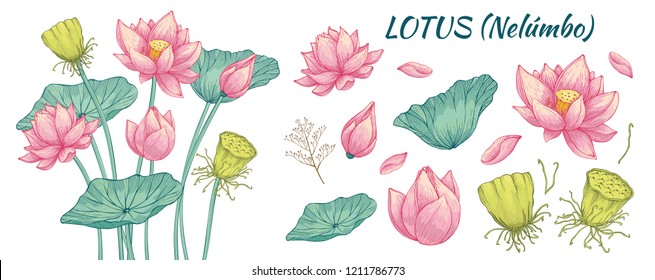 Vector clip art, pink Lotus with green leaves in hand drawn style pastel colors, finished composition and a set of isolated objects for your design.