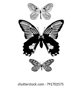 Vector clip art with three types of butterflies. Vector set.