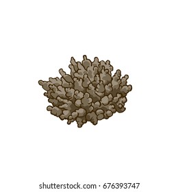 Vector clip-art with bright colored corals