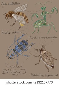 Vector clip-art of bugs, insects with Latin scientific names, hand-drawn on a vintage background. Imitation of color pencil sketch in a realistic style, a page from a entomological sketchbook.