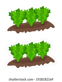 Vector clipart garden beds with growing lettuce isolated on white background. Cartoon color edible plant die cut outline sticker for kids gardening and agriculture game