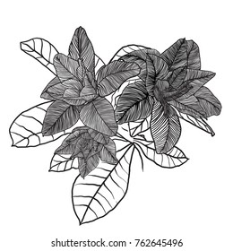 Vector clipart graphic image of the flower adenium