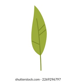 Vector clipart con hoja puntiaguda verde en diseño plano. Hoja con rayas de color verde. Ilustración botánica de primavera.