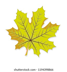 Vector clipart Greenish Maple Leaf. A hand-drawn image for insertion into a document, a website, a presentation, for desktop and just for the soul.