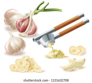 Vector clipart with sprouted head of garlic, peeled cloves, chopped slices and metal press, isolated on white background. Natural organic vegetable, spicy condiment, ingredient for eating and cooking