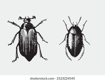 Vector clipart. Vintage retro clipart. bugs. Clipart for design: logo, poster, invitations, postcards. beetle