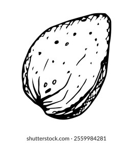 Vektor Clipart der ganzen Mandel. Handgezeichnete Skizze in schwarzer Tinte. Monochrome Illustration von Nuss ist perfekt zum Kochen, botanische Zutaten, Menü, Rezepturbuch, Bäckereiverpackungen und Naturkosmetik