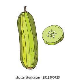 Vector clipart - zucchini. Vector illustration