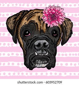 Vector close up portrait of Boxer bulldog wearing flower. Bright Hand drawn domestic pet doggy illustration. Isolated on pink grunge background with pink stripes and dots.