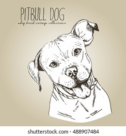Vector close up portrait of english pitbull. Hand drawn domestic pet dog illustration in shabby vintage style. Isolated on craft brown background.