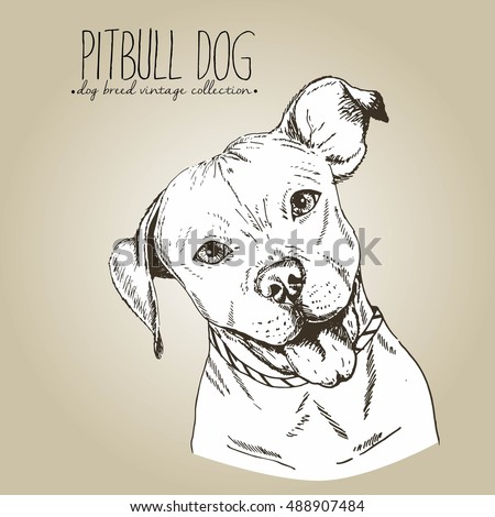 Vector close up portrait of english pitbull. Hand drawn domestic pet dog illustration in shabby vintage style. Isolated on craft brown background.