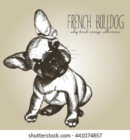 Vector close up portrait of french bulldog puppy. Hand drawn domestic pet dog illustration in shabby vintage style. Isolated on craft brown background.