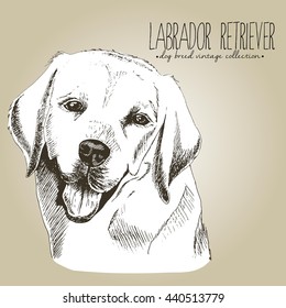Vector close up portrait of labrador retriever. Hand drawn domestic pet dog illustration in shabby vintage style. Isolated on craft brown background.