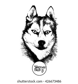 Vector close up portrait of siberian husky. Hand drawn domestic pet dog illustration. Isolated on  white background.