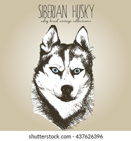 Vector close up portrait of siberian husky. Hand drawn domestic pet dog illustration in shabby vintage style. Isolated on craft brown background.