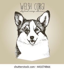 Vector close up portrait of welsh corgi pembroke. Hand drawn domestic pet dog illustration in shabby vintage style. Isolated on craft brown background.