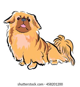 Vector closeup portrait of chinese pekingese dog isolated on white background. 
