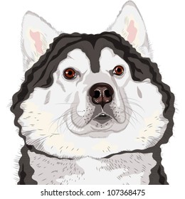 vector closeup portrait of a dog  Alaskan Malamute breed