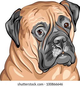 vector closeup portrait of the dog breed Bullmastiff