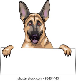 vector close-up portrait of a dog breed German Shepherd smiles and holds a poster