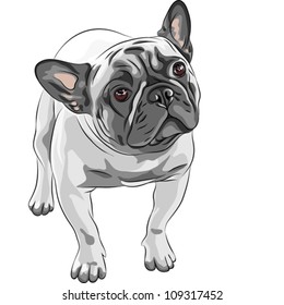 vector closeup portrait of the domestic dog Fawn French Bulldog breed