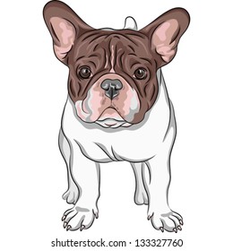 Vector closeup portrait of the domestic dog French Bulldog breed on the white background