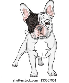 vector closeup portrait of the domestic dog French Bulldog breed on the white background