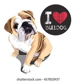 vector closeup portrait of the domestic dog Bulldog breed