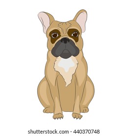 Vector closeup portrait of French bulldog dog isolated on white background. Shorthair Frenchie dog. Hand drawn sweet home pet. Popular small breed dog. Greeting card design. For pet shop banner