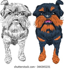 Vector closeup portrait of the toy dog Brussels Griffon breed