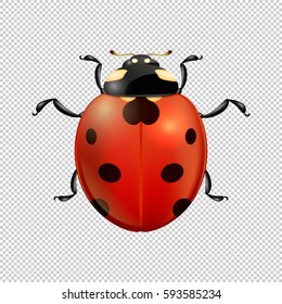 Vector close-up realistic ladybug insect icon isolated. Design template of spring symbol.