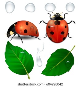 Vector close-up realistic ladybugs, water drops and leaves isolated. Design template, cliparts of spring symbol icons. EPS10.