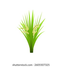 vector Close-up rice ear with leaf isolated on white background
