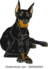 Vector closeup serious dog Doberman