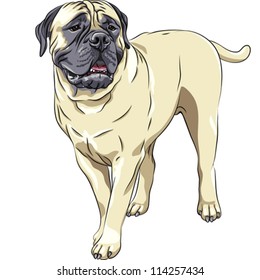 vector closeup serious domestic fawn dog breed Bullmastiff stands