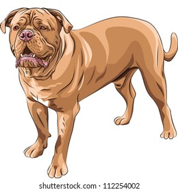 vector closeup serious red dog French Mastiff  stands