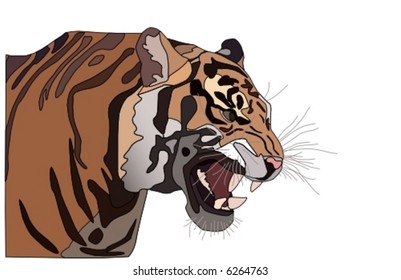 vector  close-up of a Tiger's face