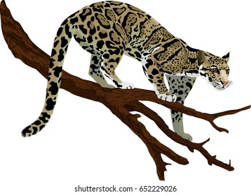 Vector Clouded Leopard (neofelis Nebulosa)