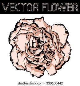 Vector clove flower with beige petals and black edging. Vector illustration