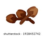 vector clove isolated on white, dried clove, clip art clove