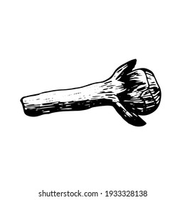 Vector clove sketch. Hand drawn dried cloves flower clip art. 