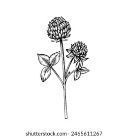 Vector clover. Hand painted flower. Graphic trefoil isolated on background. Botanical and wedding illustration. For designers, invitations, decoration, postcards, wrapping paper, scrapbooking, covers.