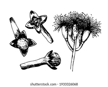 Vector cloves illustration set. Black and white clove, aromatic flower buds isolated. Design for kitchen textile, cafe decor, restaurant menu, wrapping paper, shop decoration.