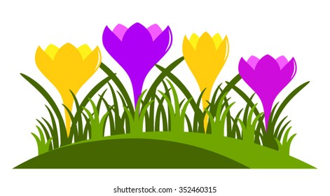 vector clump of crocuses isolated on white background