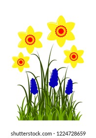 vector clump of daffodils and grape hyacinths isolated on white background