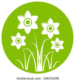 vector clump of daffodils isolated on green round